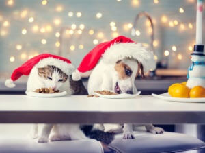 Holiday Foods to Keep Away From Pets