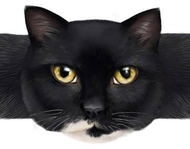 Hug-a-BooBoo "Hugging Paws" Premium Bandages