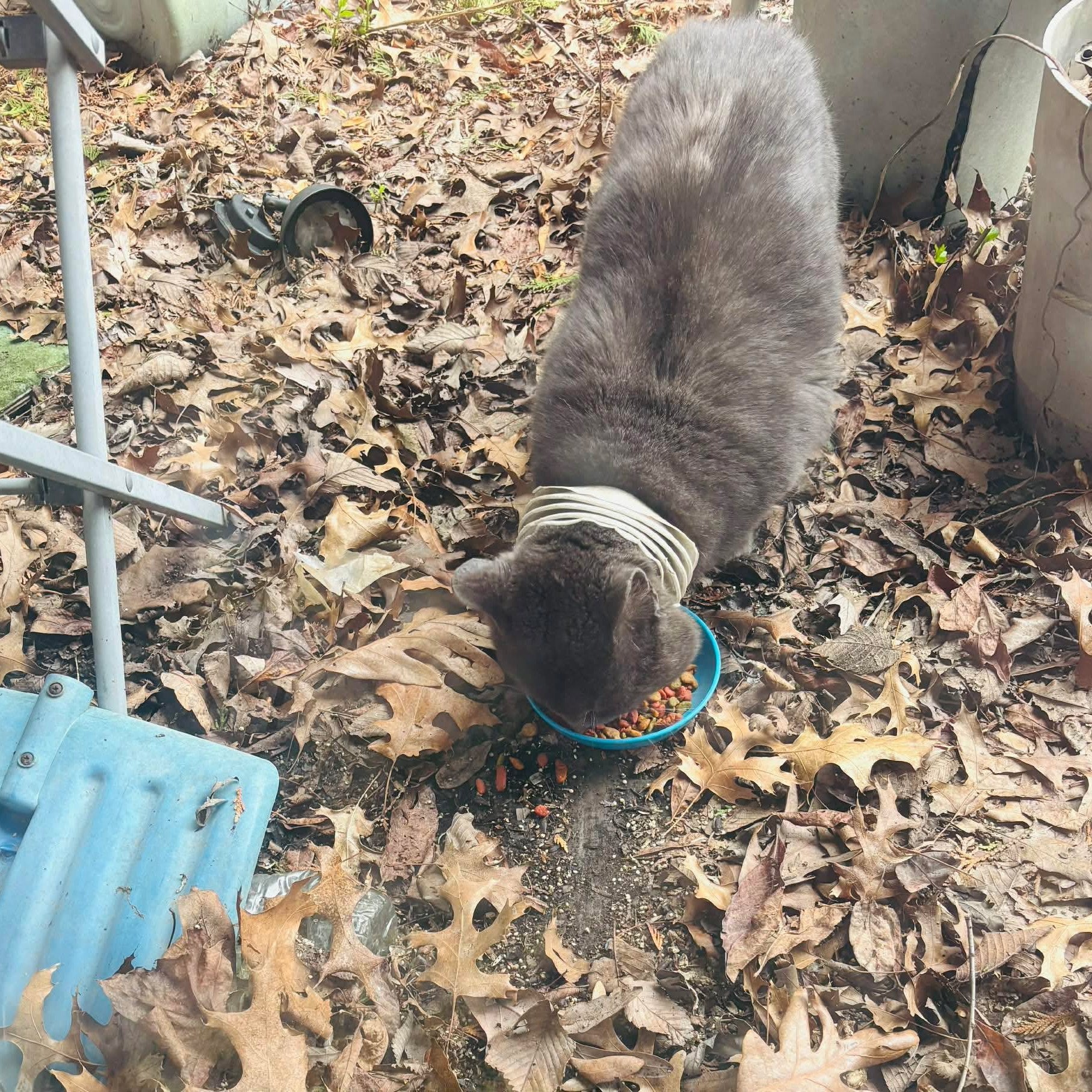 Mr. Roper outside with plastic dryer vent around his neck