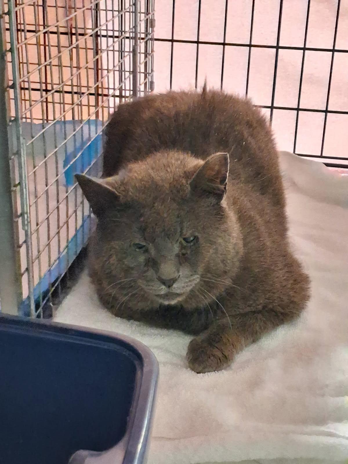 Mr. Roper recovering safely in a kennel