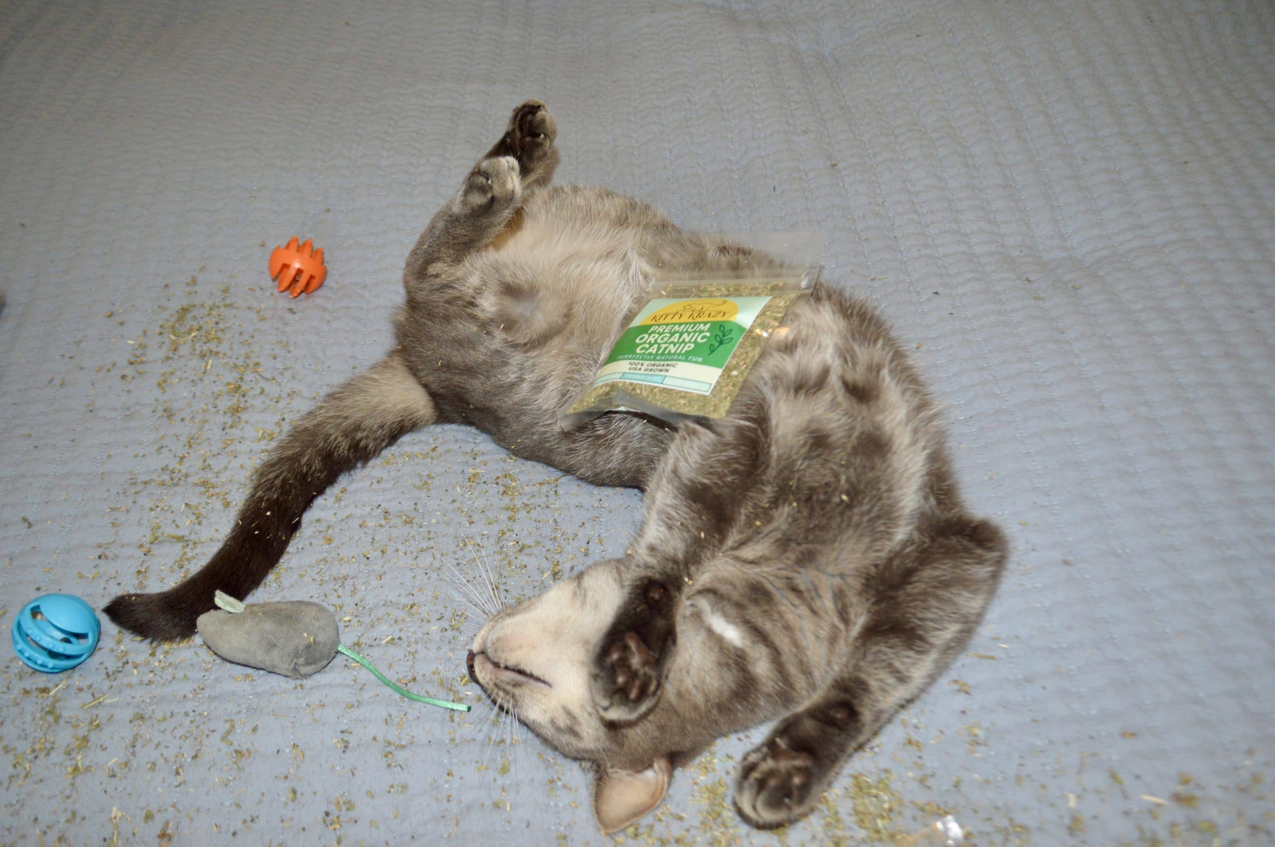 Zoomie Dust Catnip Blend
