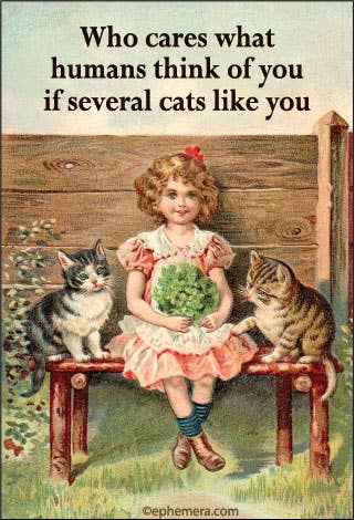 Who cares what humans think of you if several cats Magnet