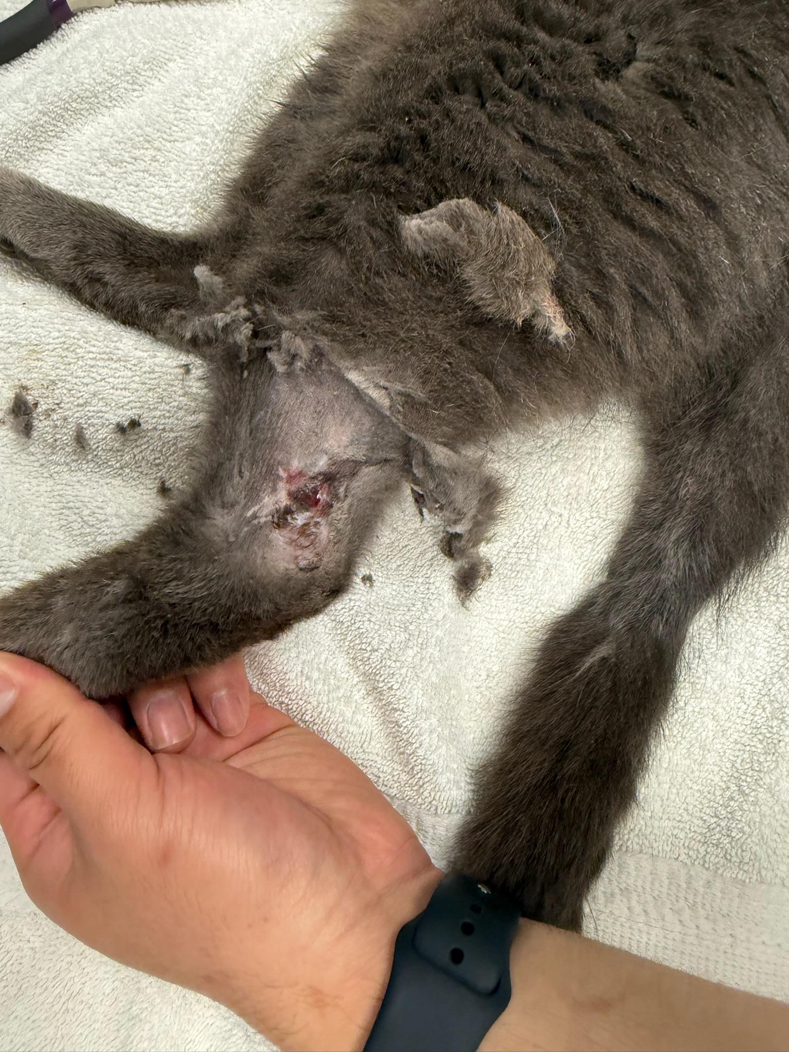 Medical team treating Mr. Ropers leg wound
