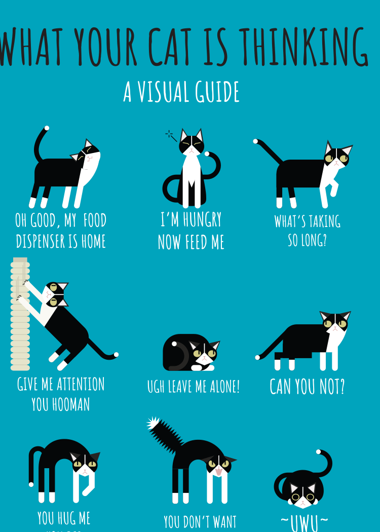 Magnet-What Your Cat Is Thinking