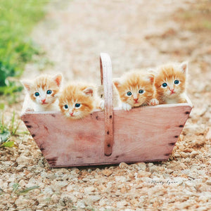 Kitten Basket Coaster