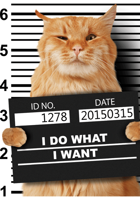 Magnet- I Do What I Want Cat in Jail